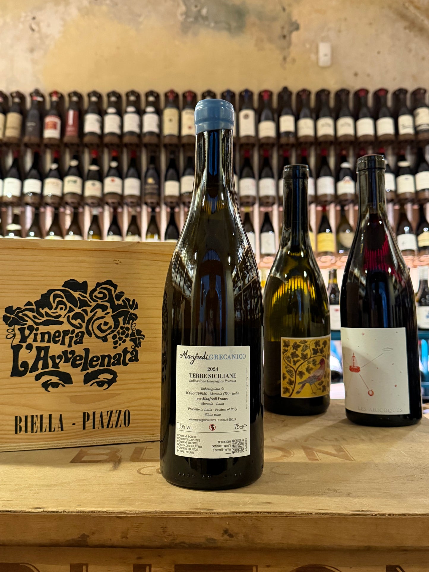 Manfredi Grecanico 2024